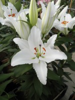 [1842 Sambucca No01.JPG]